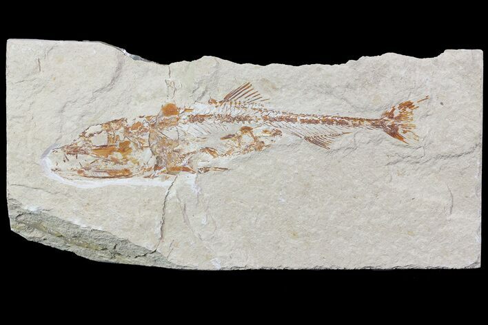 Cretaceous Predatory Fish (Eurypholis) - Lebanon #70431